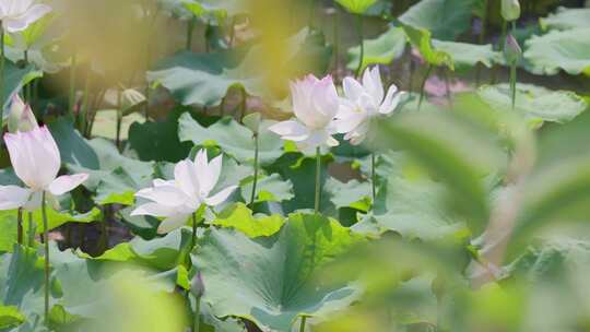 唯美浪漫的荷花池视频素材模板下载