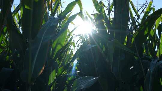 阳光玉米 玉米棒 金色玉米 乡村振兴