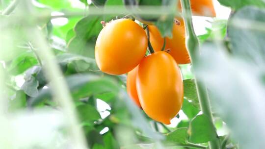 黄色小番茄 绿色水果蔬菜 采摘大棚圣女果