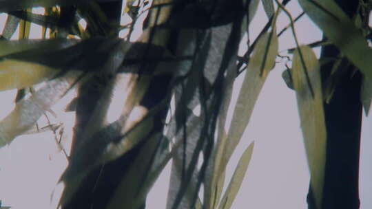 院子里的竹子竹林竹影毛竹