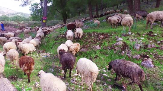 牧羊人牵着他的羊群穿过高速公路