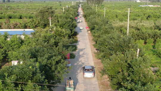 河北深州大桃航拍种植园马路三轮车顺丰车队