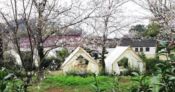 春天成片的樱花林樱花开放苏州樱野景区风光