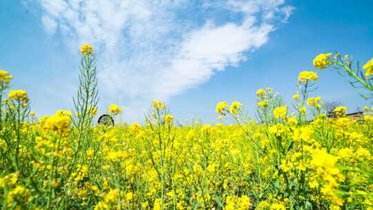 油菜花花田金黄油菜花延时