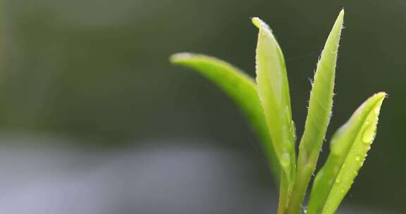 杭州西湖龙井新茶嫩茶叶特写