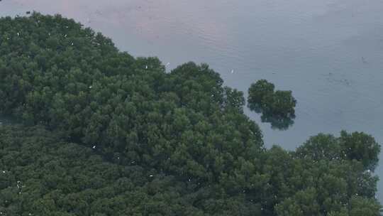 惠东县盐洲海洋湿地公园白鹭群