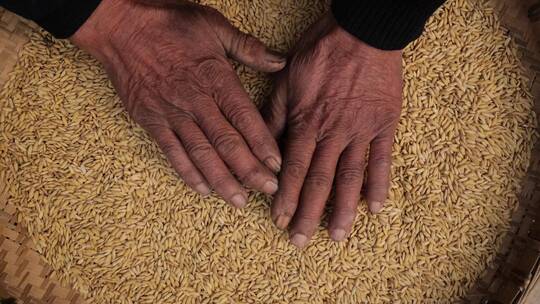 资深老农双手划过收获的稻谷大米慢动作