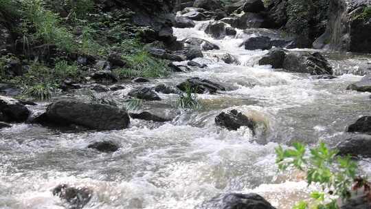 森林中 山泉小溪水