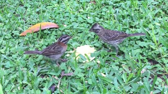 两只小鸟在草地上吃食玩耍视频素材模板下载