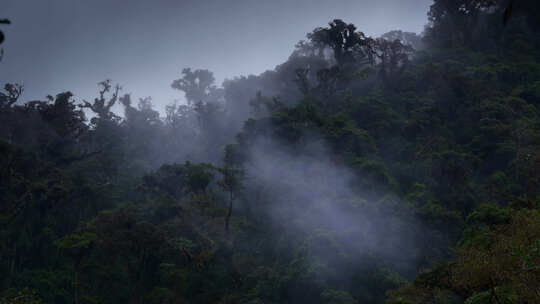 神秘气息的树林迷雾