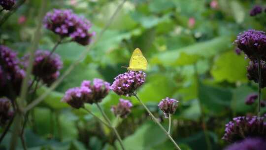 夏天紫色马鞭草花朵盛开蝴蝶采蜜飞舞