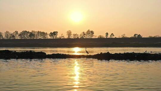 高清航拍日落夕阳江边小鸟鸭子鸟河水仙鹤