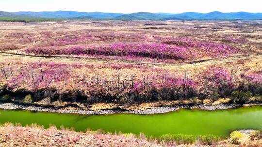 内蒙古达尔滨湖火山岩杜鹃花绽放