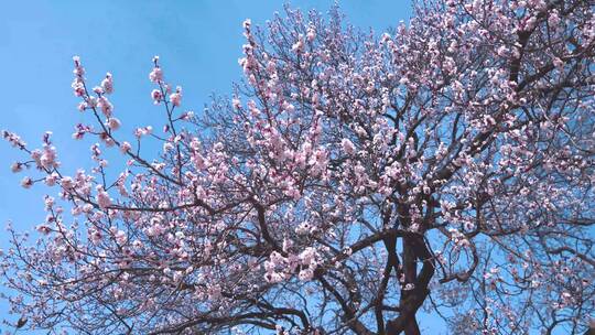 初夏蓝天下盛开的百年杏花树自然风景