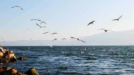 云南大理洱海海鸥