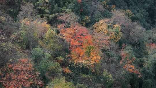 杭州富阳墅溪村林峰山森林秋色航拍