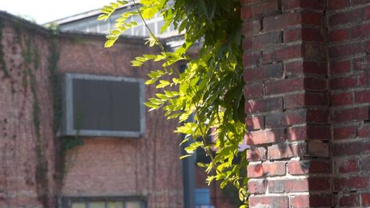 转角的春意绿色树叶升格空境唯美