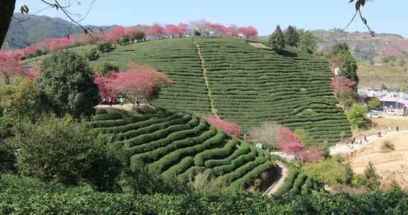 福建漳平龙岩永福樱花茶园