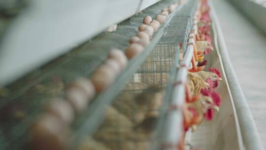 现代化养鸡厂12