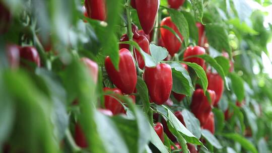 甜椒彩椒蔬菜大棚种植视频素材模板下载