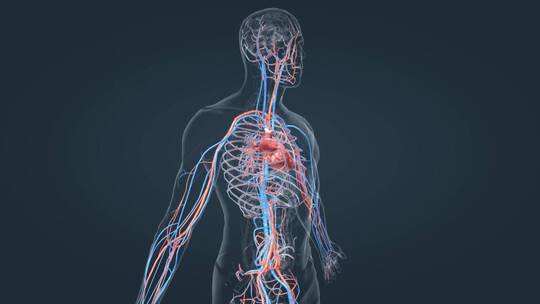 医学人体心脏心血管循环系统三维动画