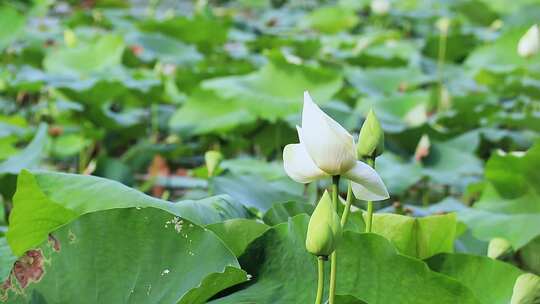 白色荷花 荷塘 风中荷叶 白莲花