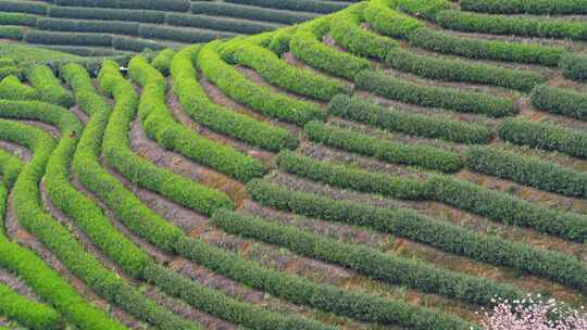 杭州富阳拔山春天樱花茶园风景