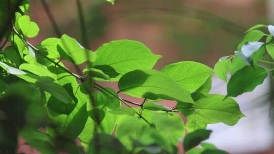 绿叶 树叶 植被 特写