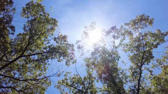 夏天阳光穿过树林树叶子自然风景视频素材