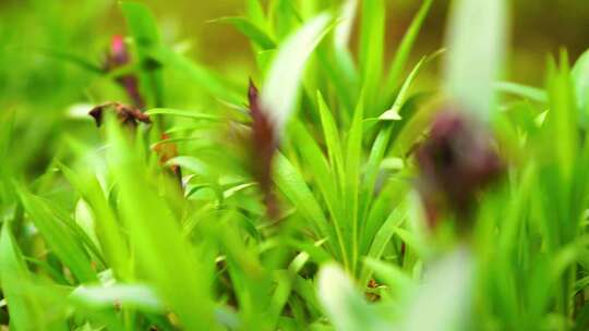 春天阳光下的小草植物特写镜头