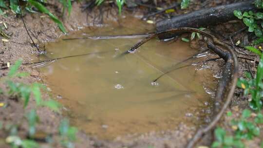 水滴滴入水坑溅起涟漪