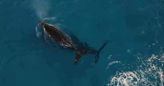 海底世界之鲸鱼 海底世界之鲸鱼