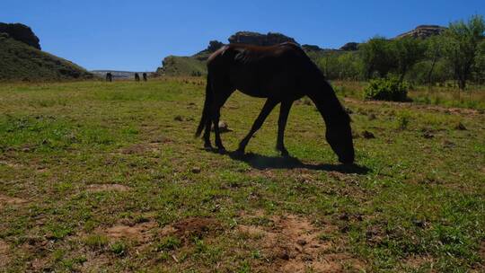 马在草坪上吃草