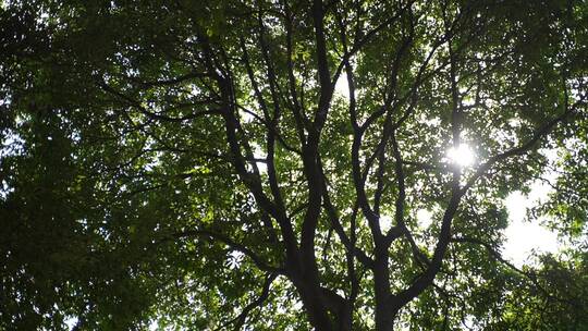 阳光穿过大树树叶照在大地上的空镜
