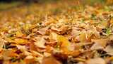 秋天的风景 银杏高清在线视频素材下载