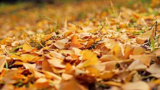 秋天的风景 银杏视频素材模板下载
