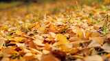 秋天的风景 银杏高清在线视频素材下载
