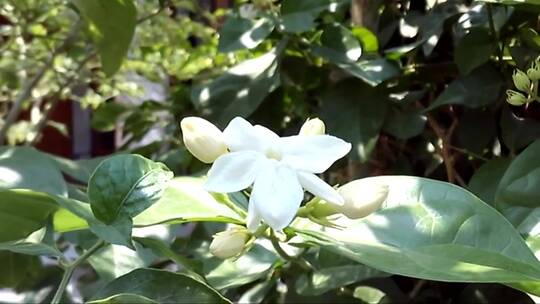 美丽的白色茉莉花
