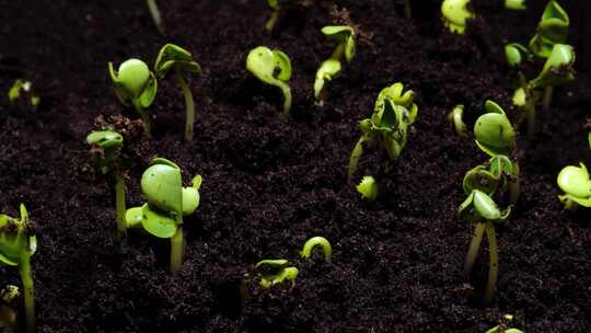 种子破土而出的过程发芽成长生长新生命