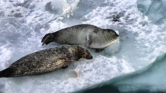 冰岛北极圈瓦特冰川国家公园蓝冰海豹航拍