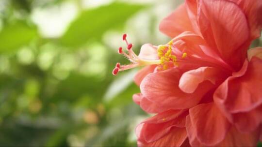 红芙蓉花特写