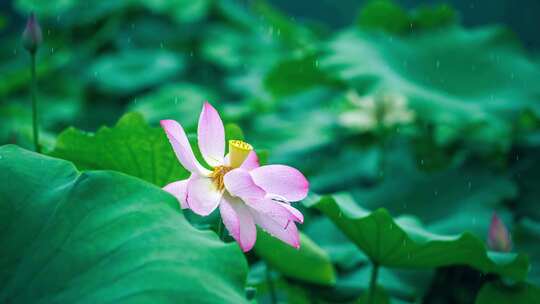 夏季雨中荷花特写