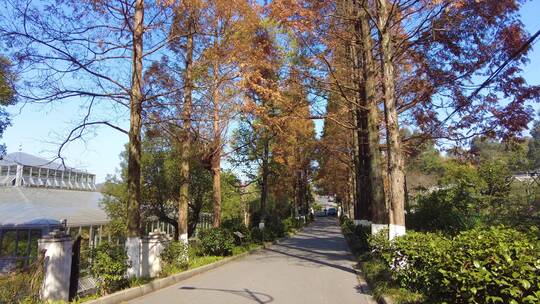 湘南冬天晴天南岭植物园道路杉树中景