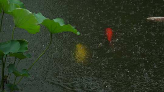 雨中鱼池锦鲤实拍