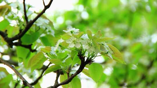 植物花卉素材，春天盛开的洁白的梨花