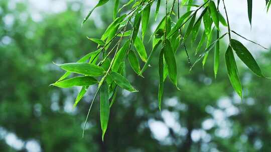 夏季下雨天植物树叶雨滴水滴水珠特写