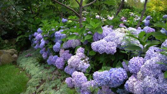 【精品】绣球花花园公园景区景点