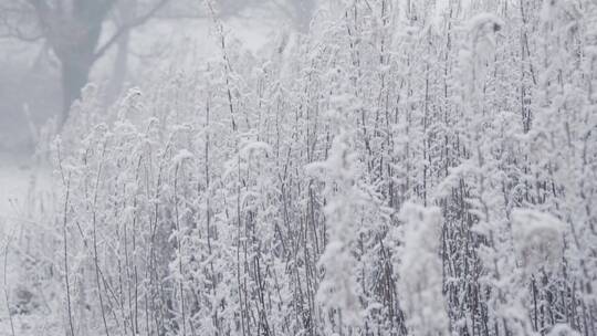 白雪覆盖的植物的特写镜头