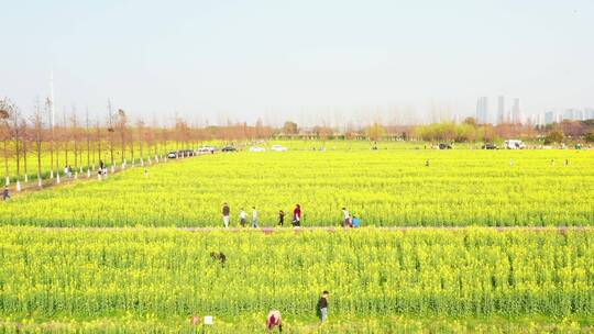 苏州林渡暖村油菜花基地航拍(人物)