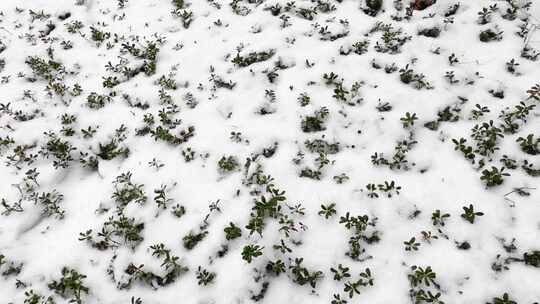 冬季雪地下的植物